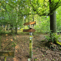 A beautiful Woodland Signpost stands tall amidst the lush greenery of a vibrant forest Deister Bad Nenndorf
