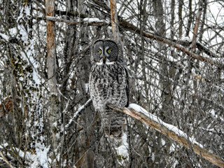 Great Grey Owl in full hunting mode, keeping very alert at sunrise for any sounds deep under the snow 