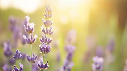 Obraz premium Lavender Flowers in Soft Golden Light Creating a Dreamy Botanical Scene : Generative AI