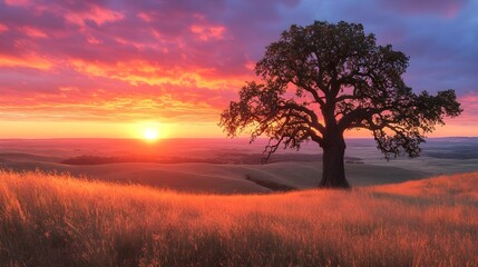 Fototapeta premium Orange sunset silhouettes trees across a misty field landscape