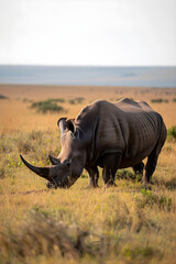 Obraz premium Quiet Afternoon Grazing: An Unveiling of the Serene Life of a Rhinoceros in the African Savannah