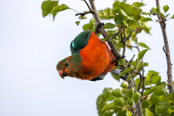 Photograph of an Australian King Parrot sitting and relaxing in a green leafy tree in the Blue Mountains in New South Wales, Australia.