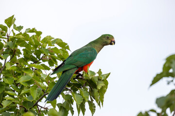 Photograph of an Australian King Parrot sitting and relaxing in a green leafy tree in the Blue Mountains in New South Wales, Australia.
