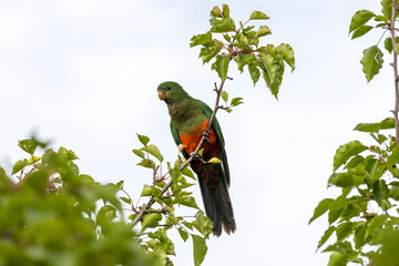 Photograph of an Australian King Parrot sitting and relaxing in a green leafy tree in the Blue Mountains in New South Wales, Australia.