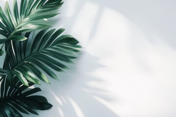 Obraz premium Lush Green Palm Leaves Casting Shadows on a Light Background Creating a Serene and Tropical Ambiance in a Bright Indoor Space
