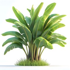 Banana tree green plant isolated on white