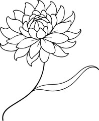 Chrysanthemum Line Art Illustration. Fine Line Vector Design