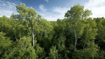 Obraz premium Aerial View of Lush Forest Canopy
