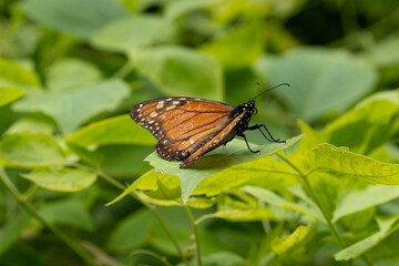 butterfly on a flower