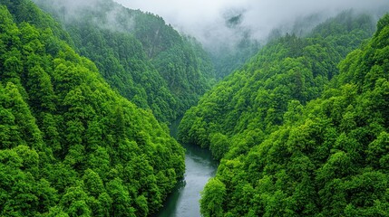 Misty mountain river valley, lush green forest, aerial view, nature backdrop
