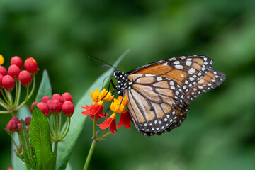 butterfly on flower