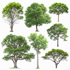 High Definition Collection of Isolated Trees on a White Background