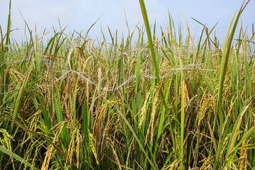 Paddy fields full of ripe paddies approaching harvest