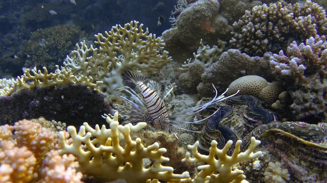 Juvenile devil firefish (Pterois miles) near coral reef. Common lionfish, Red Sea. Video footage