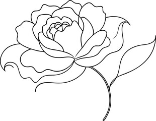 Peony Outline Vector Illustration | Simple and Elegant Floral Art