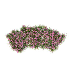 Zephyranthes candida, autumn zephyrlily, white windflower, white rain lily, Peruvian swamp lily, evergreen, small tree, bush, light for daylight, easy to use, 3d render, isolated