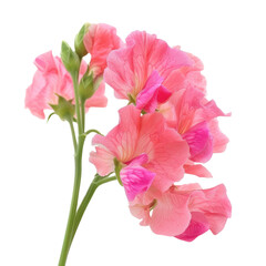 Beautiful pink sweet pea flowers with delicate petals and green buds. These vibrant blooms add touch of elegance and charm to any floral arrangement or garden setting