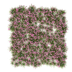 Zephyranthes candida, autumn zephyrlily, white windflower, white rain lily, Peruvian swamp lily, evergreen, small tree, bush, light for daylight, easy to use, 3d render, isolated