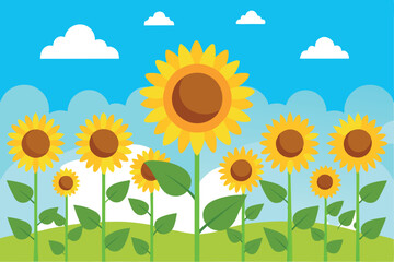 Sunflower Field in the Heart of Summer. A Scenic Sky View