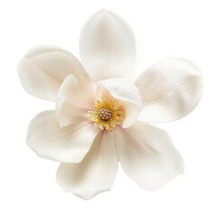 beautiful white magnolia flower with delicate petals and central cluster of yellow stamens, symbolizing purity and elegance