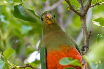 Photograph of an Australian King Parrot eating berries in a green leafy tree in the Blue Mountains in New South Wales, Australia.