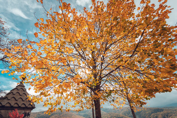 Historic Wernigerode with Autumn Charm