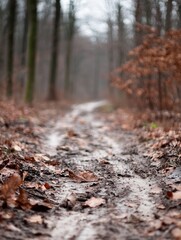 Obraz premium A muddy forest trail surrounded by trees showcasing the beauty of nature in an autumn setting : Generative AI