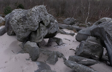 Natural variety found in a rocky forest; the Fontainebleau forest, in France.