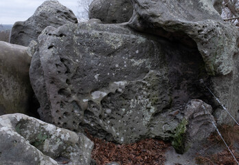 Natural variety found in a rocky forest; the Fontainebleau forest, in France.