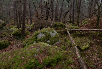 Natural variety found in a rocky forest; the Fontainebleau forest, in France.