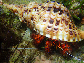 A close-up of a large hermit crab.