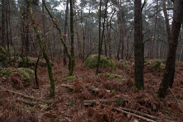 Natural variety found in a rocky forest; the Fontainebleau forest, in France.