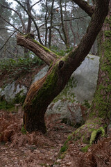 Natural variety found in a rocky forest; the Fontainebleau forest, in France.