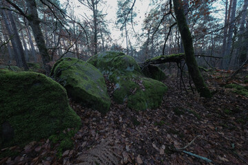 Natural variety found in a rocky forest; the Fontainebleau forest, in France.