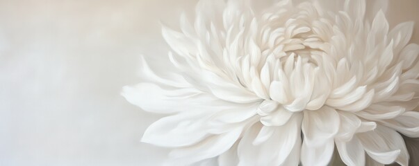 Obraz premium Elegant white chrysanthemum blooming in soft light