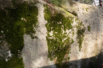 Natural variety found in a rocky forest; the Fontainebleau forest, in France.