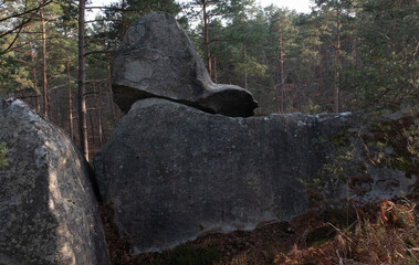 Natural variety found in a rocky forest; the Fontainebleau forest, in France.