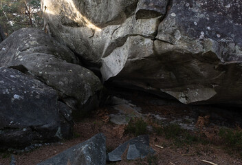 Natural variety found in a rocky forest; the Fontainebleau forest, in France.