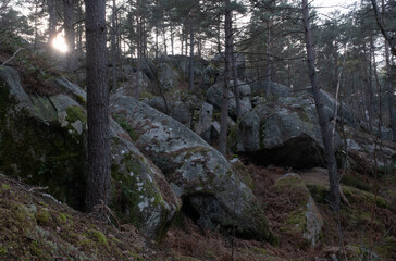 Natural variety found in a rocky forest; the Fontainebleau forest, in France.