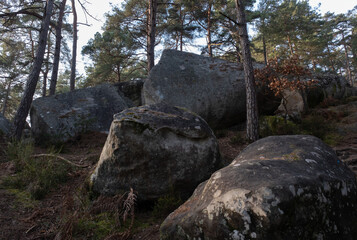 Natural variety found in a rocky forest; the Fontainebleau forest, in France.