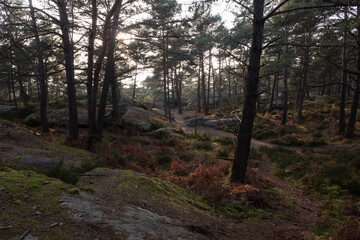 Obraz premium Natural variety found in a rocky forest; the Fontainebleau forest, in France.