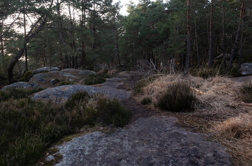 Natural variety found in a rocky forest; the Fontainebleau forest, in France.