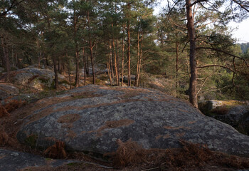 Natural variety found in a rocky forest; the Fontainebleau forest, in France.