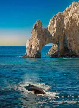 Whale Watching Cabo: Humpback near the famous arch rock formation, Cabo San Lucas, Baja California, Mexico.  Northern Pacific whales migrate from Alaska to the warmer waters of Mexico to breed