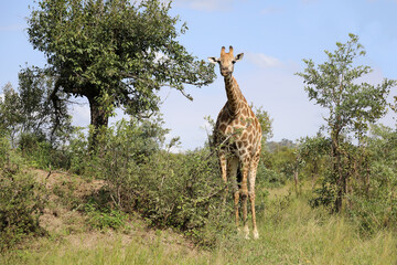 Giraffe / Giraffe / Giraffa camelopardalis