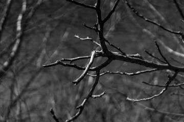 Fragmented Branch. Messy Background.