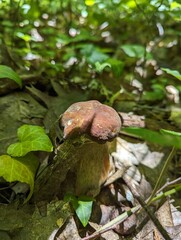 The Boletus reticulatus mushroom basks in a summer oak forest