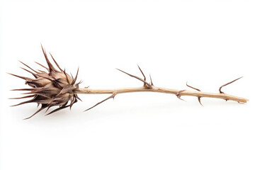 A dried thistle branch with sharp, spiky thorns on a white background, showcasing intricate natural patterns and textures typical of arid landscapes.