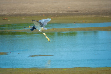 Flying tricolored Heron (Egretta tricolor) fishing among fishing canoes in the mangrove lagoons of La Boquilla, Cartagena, Colombia