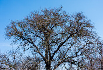 Fototapeta premium Bare Tree Branches Against the Sky